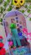 Shemale-Anshikaa-5116450