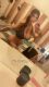 Shemale-KandyB-8350986