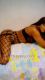 Shemale-Solangesexy-2560958