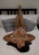 Shemale-TransLaura-0029345